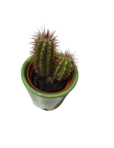 Cactus en maceta verde